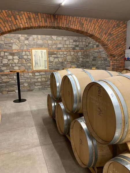 Degustazione vini e visita alla Cantina Villanoviana a Castagneto Carducci