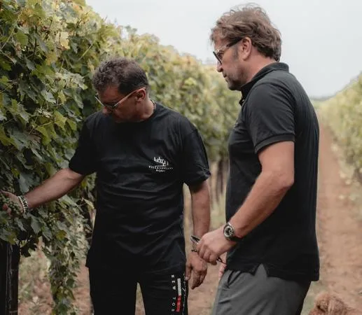Degustazione vini e visita alla Cantina Villanoviana a Castagneto Carducci