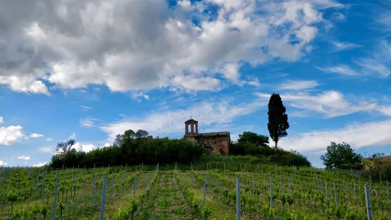Degustazioni vini e olio alla cantina La Ciarliana sulle colline di Montepulciano