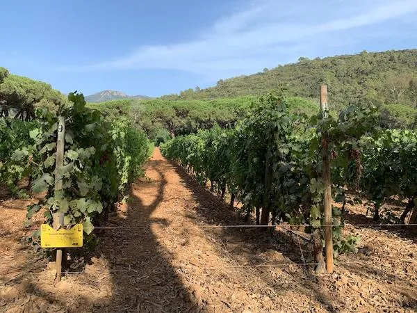 Degustazione vini guidata ad Acquabona