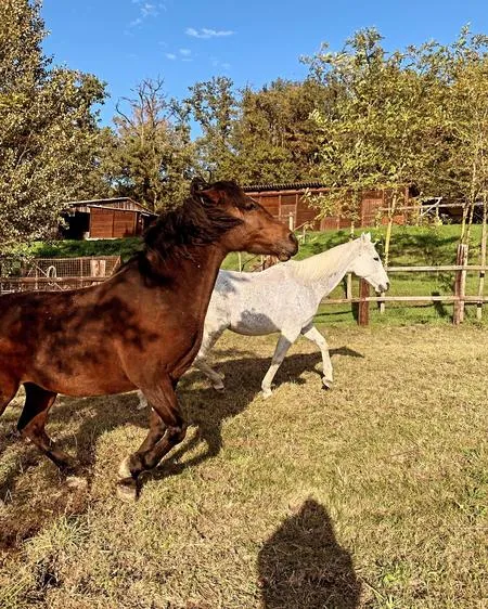 Passeggiata a cavallo con aperitivo nell'Oltrepò Pavese a Rivanazzano Terme