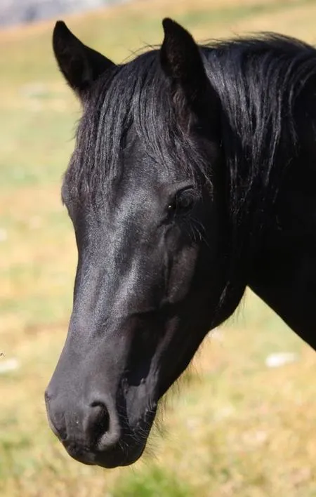 Passeggiata a cavallo sopra il Lago di Garda nel bresciano a Gavardo