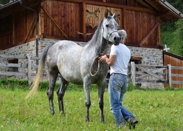Passeggiata a cavallo sopra il Lago di Garda nel bresciano a Gavardo