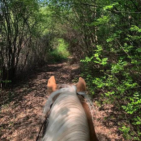 Passeggiata a cavallo sopra il Lago di Garda nel bresciano a Gavardo