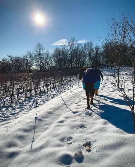 Passeggiata a cavallo sopra il Lago di Garda nel bresciano a Gavardo