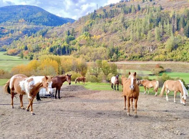 Passeggiata a cavallo in Val di Sole e pranzo in agriturismo