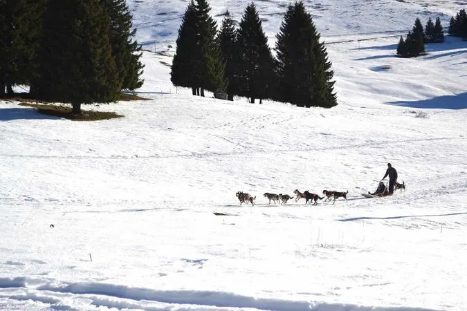 Sleddog a Madonna di Campiglio con i cani da slitta