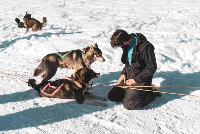 Sleddog a Madonna di Campiglio con i cani da slitta
