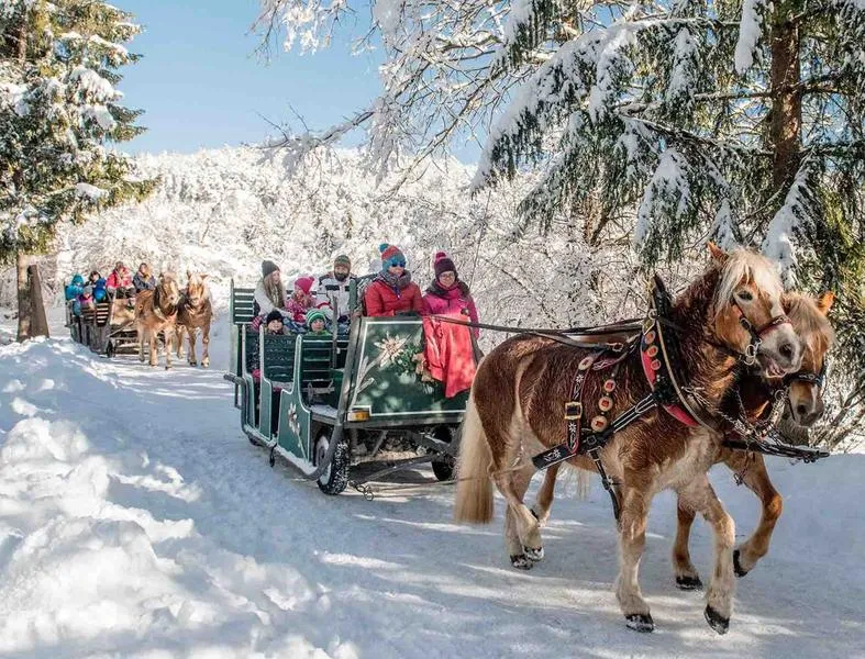 Giro in slitta trainata da cavalli ad Andalo