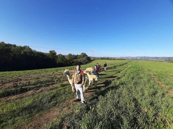Passeggiata con Alpaca fuori Grosseto nella Maremma Toscana
