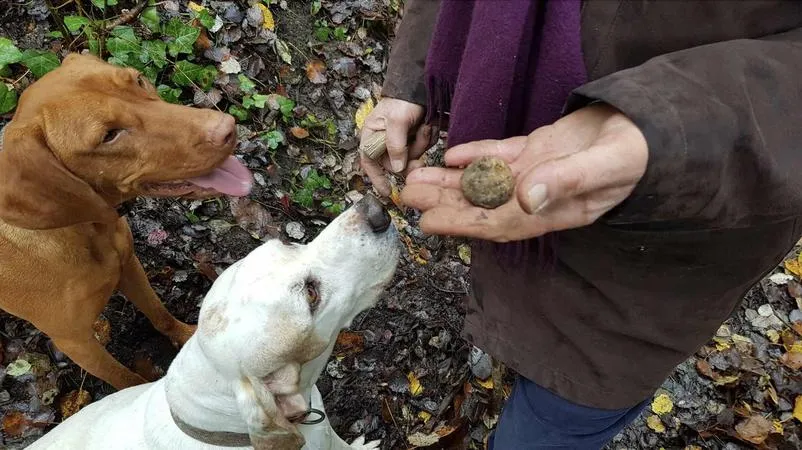 Caccia al tartufo e aperitivo nelle Langhe