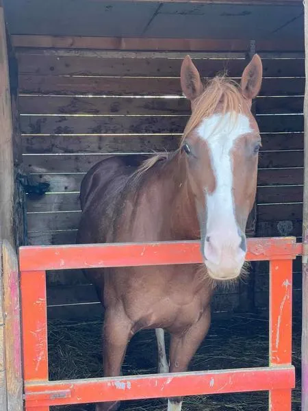 Gita a cavallo e pranzo in agriturismo nella Lunigiana