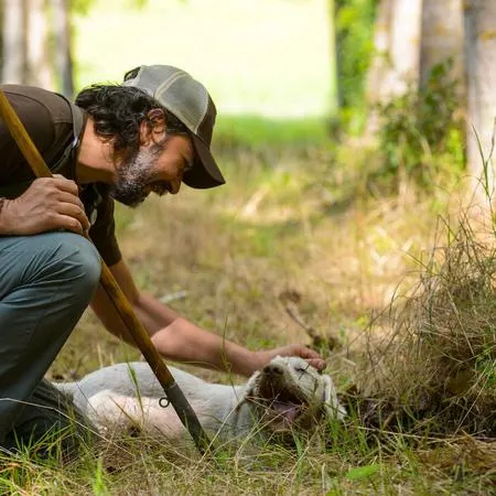 Ricerca tartufo nel bosco e pranzo al tartufo a San Gimignano