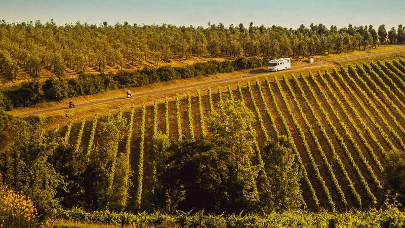 Ricerca tartufo nel bosco e pranzo al tartufo a San Gimignano