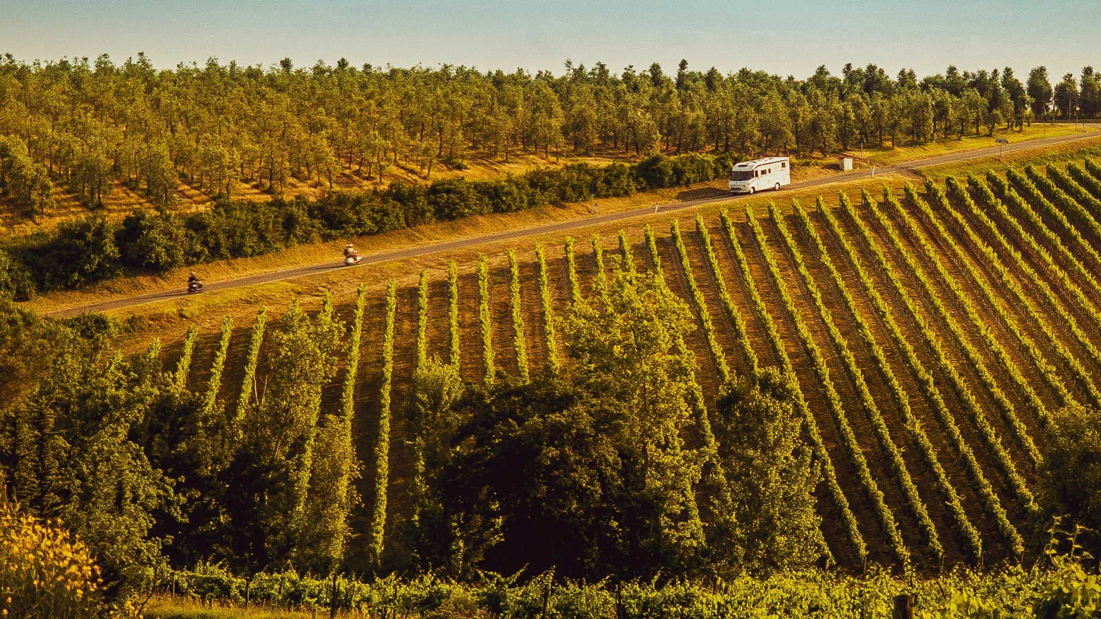 Ricerca tartufo nel bosco e pranzo al tartufo a San Gimignano