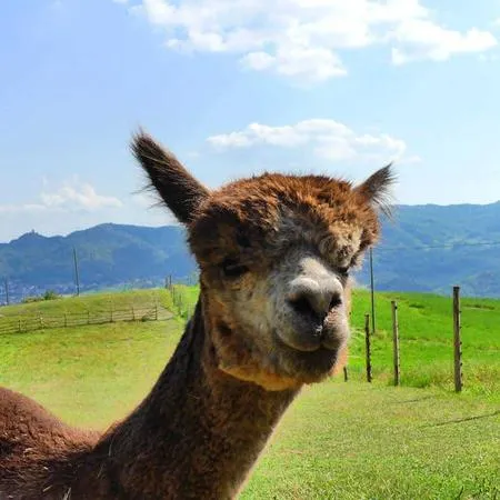 Passeggiata con alpaca e visita in fattoria a Carpineti sui colli Emiliani