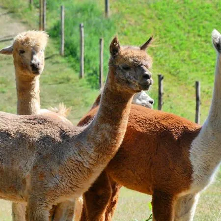 Passeggiata con alpaca e visita in fattoria a Carpineti sui colli Emiliani