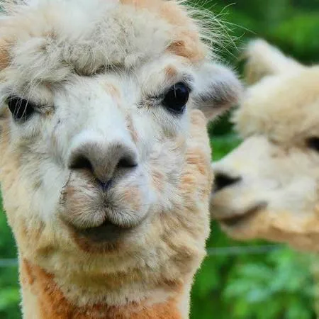 Passeggiata con alpaca e visita in fattoria a Carpineti sui colli Emiliani