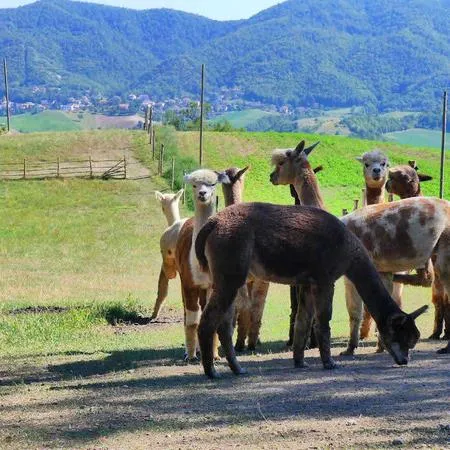 Passeggiata con alpaca e visita in fattoria a Carpineti sui colli Emiliani
