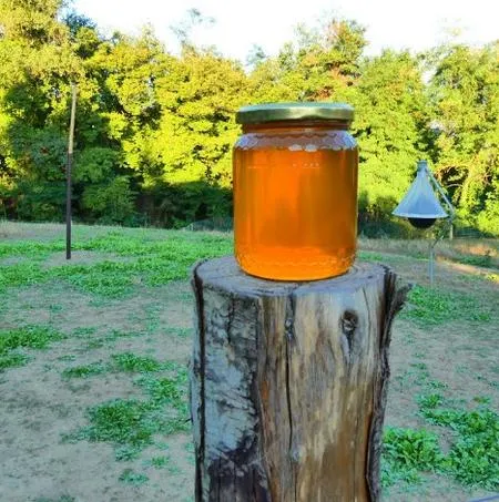 Passeggiata con alpaca e visita in fattoria a Carpineti sui colli Emiliani