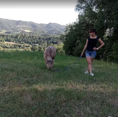 Passeggiata con alpaca e visita in fattoria a Carpineti sui colli Emiliani