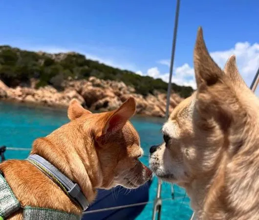 Giornata in barca a vela alla Maddalena con pranzo a bordo