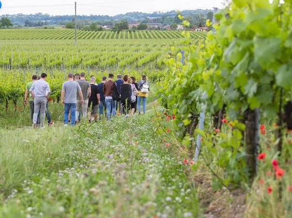 Visita in vigna e in cantina con degustazione in Franciacorta