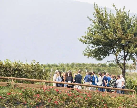 Visita in vigna e in cantina con degustazione in Franciacorta