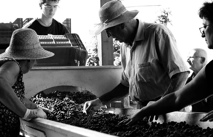 Degustazione vini e visita alla cantina Terre del Marchesato a Bolgheri