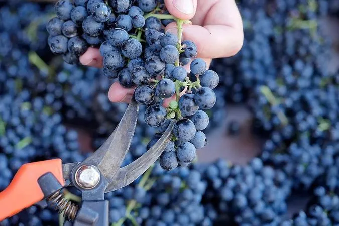 Degustazione vini e visita alla cantina Terre del Marchesato a Bolgheri