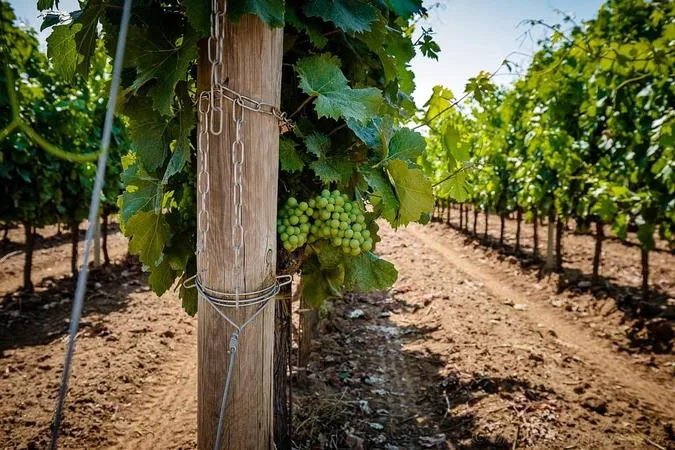Degustazione vini e visita alla cantina Terre del Marchesato a Bolgheri