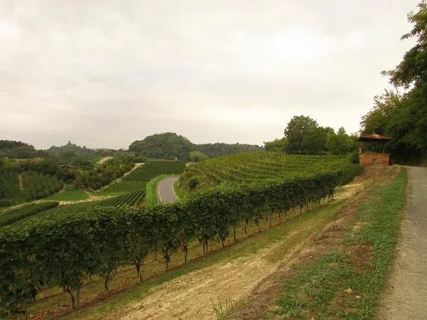 Visita in cantina e pranzo nel Roero