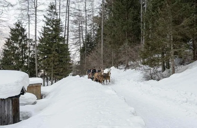Slitta con cavalli sulla neve in Val di Sole