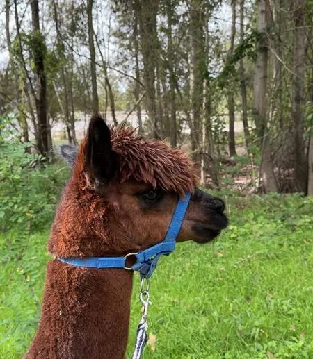 Passeggiata con alpaca sul fiume Serio fuori Bergamo