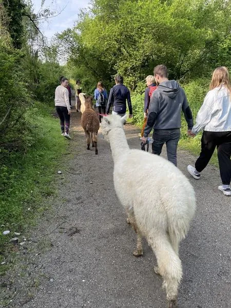 Passeggiata con alpaca sul fiume Serio fuori Bergamo