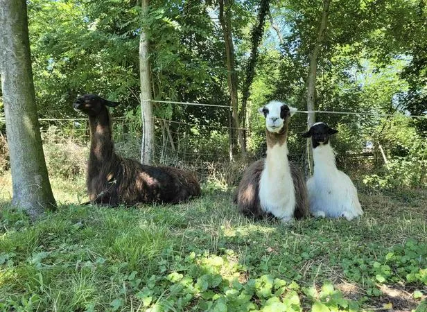 Passeggiata con lama e alpaca sulle Colline Moreniche