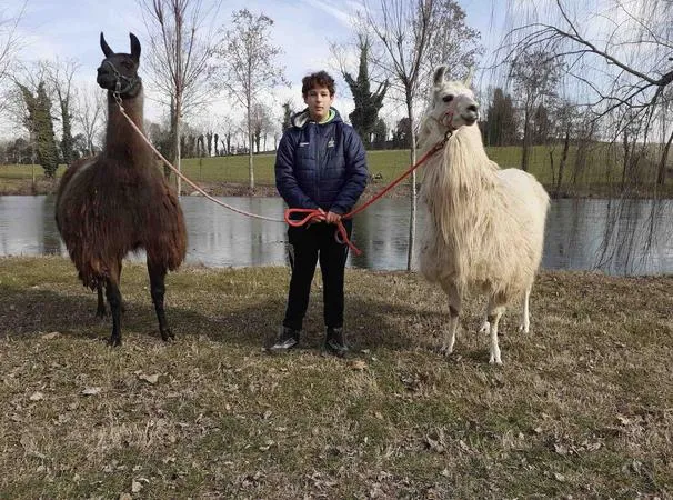 Passeggiata con lama e alpaca sulle Colline Moreniche