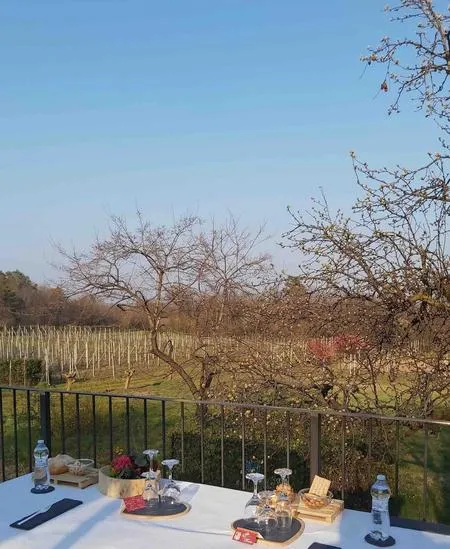 Degustazione vini e visita vigna ad Albizzate