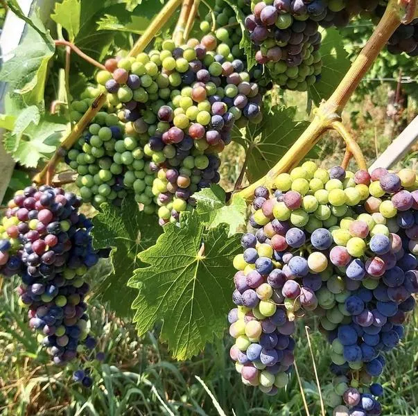 Degustazione vini e visita vigna ad Albizzate