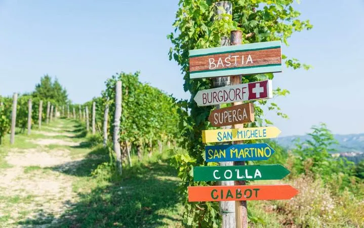 Picnic nelle Langhe tra le vigne
