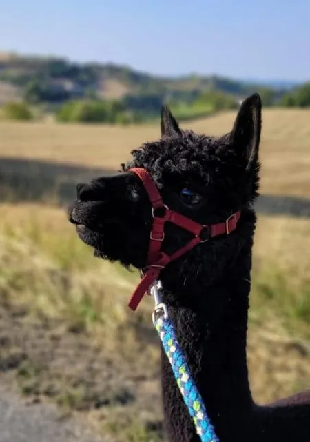 Passeggiata con alpaca sulle colline del Monferrato da Cavatore