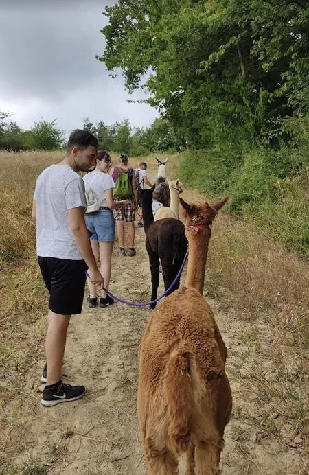 Passeggiata con alpaca sulle colline del Monferrato da Cavatore