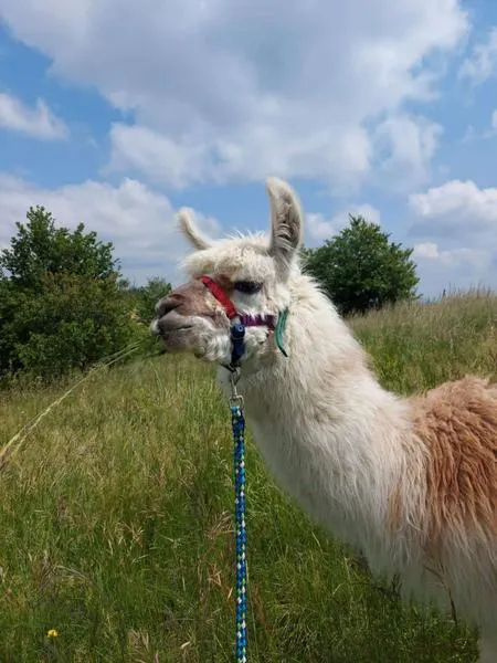 Passeggiata con alpaca sulle colline del Monferrato da Cavatore