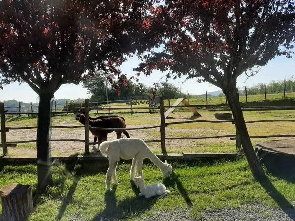 Passeggiata con alpaca sulle colline del Monferrato da Cavatore
