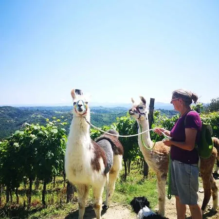Passeggiata con alpaca sulle colline del Monferrato da Cavatore