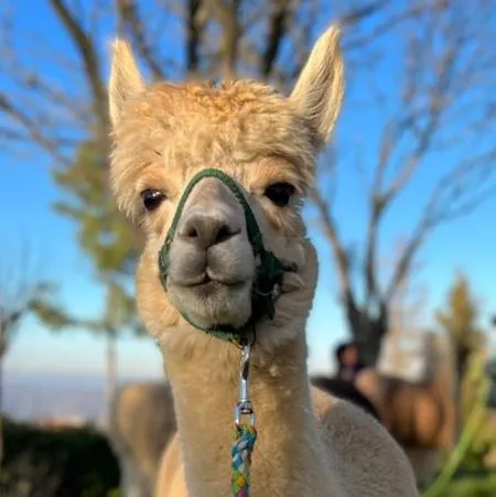Passeggiata con alpaca sulle colline del Monferrato da Cavatore