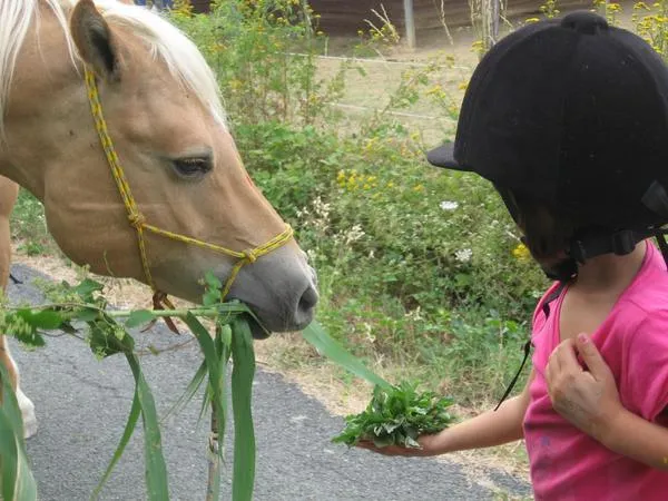 Passeggiata con alpaca sulle colline del Monferrato da Cavatore