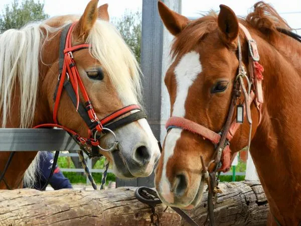 Passeggiata a cavallo in riva al mare a Punta Aderci da Vasto