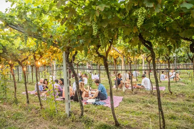 Picnic in vigna nella Valpolicella classica