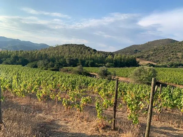 Degustazione vini e visita in vigna a Villasimius